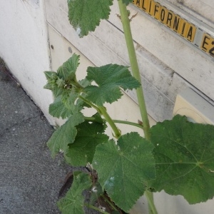 Photographie n°2311603 du taxon Alcea rosea L.