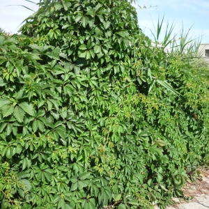 Photographie n°2311605 du taxon Vigne-vierge à cinq folioles