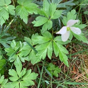 Photographie n°2311679 du taxon Anemone nemorosa L. [1753]