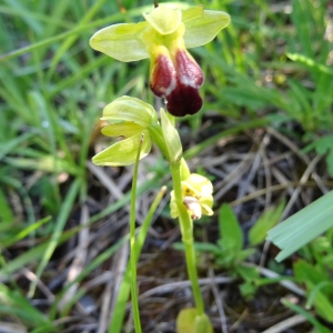  - Ophrys sulcata Devillers & Devillers-Tersch. [1994]