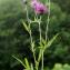  Liliane Roubaudi - Centaurea scabiosa subsp. scabiosa 