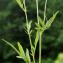  Liliane Roubaudi - Centaurea scabiosa subsp. scabiosa 