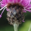  Liliane Roubaudi - Centaurea scabiosa subsp. scabiosa 