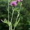  Liliane Roubaudi - Centaurea scabiosa subsp. scabiosa 