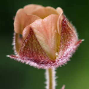 Photographie n°2311779 du taxon Geum rivale L. [1753]