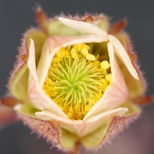 Photographie n°2311780 du taxon Geum rivale L. [1753]