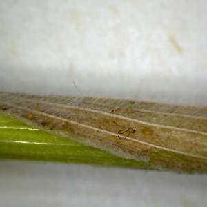 Photographie n°2311840 du taxon Bromus racemosus var. commutatus (Schrad.) Lagr.-Foss. [1843]