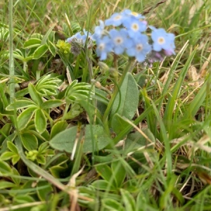 Photographie n°2311848 du taxon Myosotis alpestris F.W.Schmidt [1794]