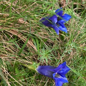 Photographie n°2311861 du taxon Gentiana acaulis L. [1753]