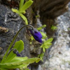 Photographie n°2311931 du taxon Pinguicula longifolia Ramond ex DC. [1805]