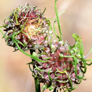 Photographie n°2311935 du taxon Allium vineale L. [1753]