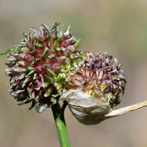 Photographie n°2311936 du taxon Allium vineale L. [1753]