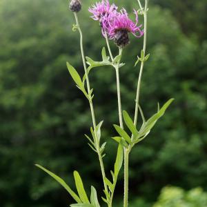  - Centaurea scabiosa subsp. scabiosa 