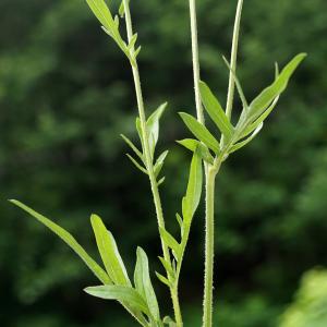  - Centaurea scabiosa subsp. scabiosa 