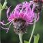  Liliane Roubaudi - Centaurea scabiosa subsp. scabiosa 