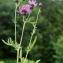  Liliane Roubaudi - Centaurea scabiosa subsp. scabiosa 