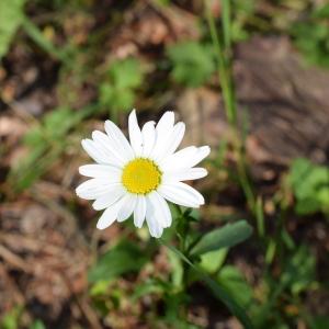 Photographie n°2312025 du taxon Leucanthemum vulgare Lam. [1779]