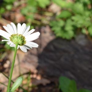 Photographie n°2312026 du taxon Leucanthemum vulgare Lam. [1779]