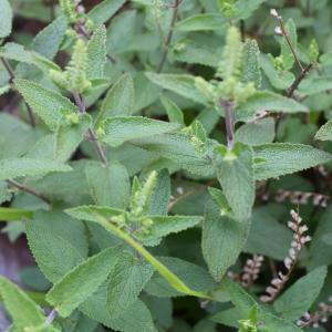 Photographie n°2312054 du taxon Teucrium scorodonia L. [1753]