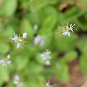 Photographie n°2312058 du taxon Veronica officinalis L. [1753]