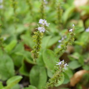 Photographie n°2312059 du taxon Veronica officinalis L. [1753]