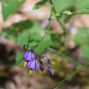 Photographie n°2312114 du taxon Solanum dulcamara L. [1753]