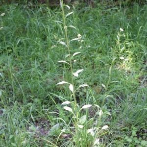 Photographie n°2312140 du taxon Erigeron annuus (L.) Desf. [1804]