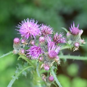 Photographie n°2312179 du taxon Cirsium palustre (L.) Scop. [1772]