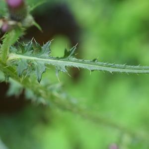 Photographie n°2312181 du taxon Cirsium palustre (L.) Scop. [1772]