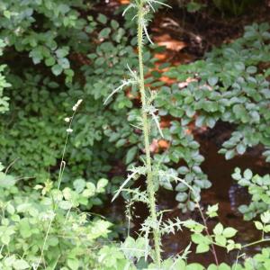 Photographie n°2312183 du taxon Cirsium palustre (L.) Scop. [1772]