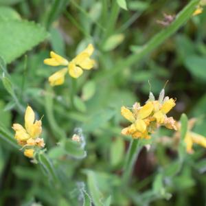 Photographie n°2312194 du taxon Genista sagittalis L. [1753]