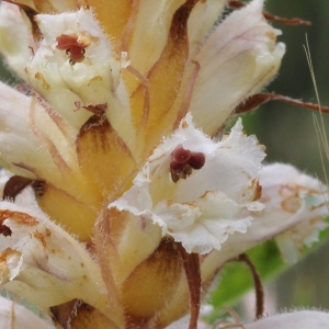 Photographie n°2312213 du taxon Orobanche picridis F.W.Schultz [1830]