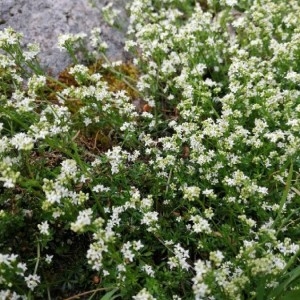 Photographie n°2312232 du taxon Galium anisophyllon Vill. [1779]