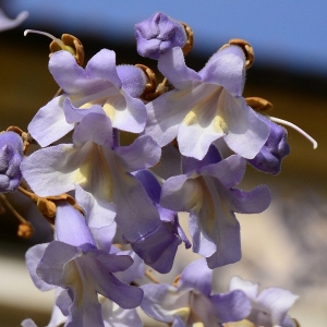 Photographie n°2312270 du taxon Paulownia tomentosa (Thunb.) Steud. [1841]