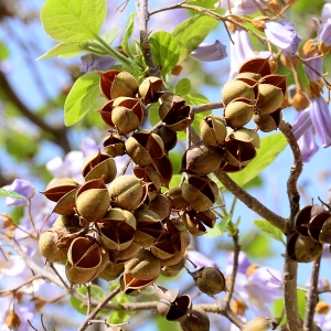 Photographie n°2312272 du taxon Paulownia tomentosa (Thunb.) Steud. [1841]