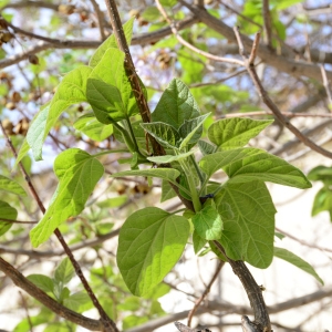 Photographie n°2312273 du taxon Paulownia tomentosa (Thunb.) Steud. [1841]