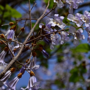 Photographie n°2312274 du taxon Paulownia tomentosa (Thunb.) Steud. [1841]