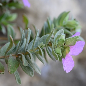 Photographie n°2312295 du taxon Cistus albidus L. [1753]