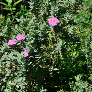 Photographie n°2312296 du taxon Cistus albidus L. [1753]