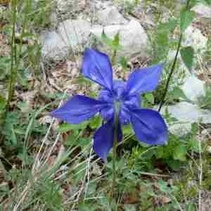 Photographie n°2312299 du taxon Aquilegia vulgaris L. [1753]