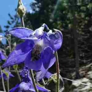 Photographie n°2312301 du taxon Aquilegia vulgaris L. [1753]