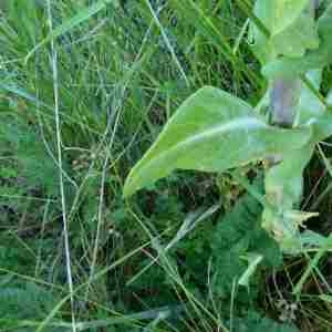 Photographie n°2312328 du taxon Isatis tinctoria L. [1753]