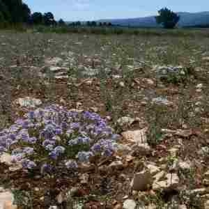 Photographie n°2312331 du taxon Iberis pinnata L. [1755]