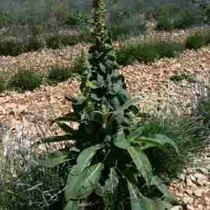 Photographie n°2312341 du taxon Verbascum thapsus L. [1753]