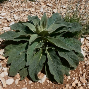 Photographie n°2312342 du taxon Verbascum thapsus L. [1753]