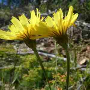 Photographie n°2312361 du taxon Tolpis staticifolia (All.) Sch.Bip. [1861]