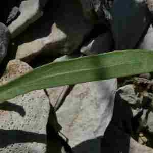 Photographie n°2312364 du taxon Tolpis staticifolia (All.) Sch.Bip. [1861]