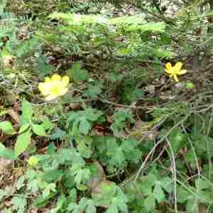 Photographie n°2312377 du taxon Ranunculastrum bulbosum (L.) Fourr. [1868]