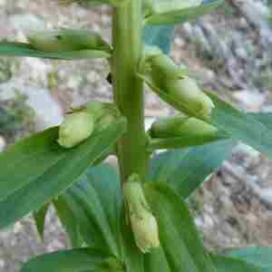 Photographie n°2312382 du taxon Digitalis lutea L. [1753]