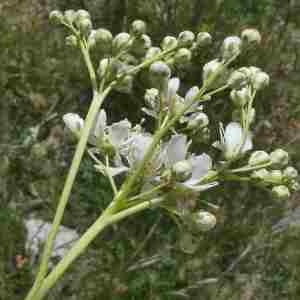 Photographie n°2312395 du taxon Filipendula vulgaris Moench [1794]